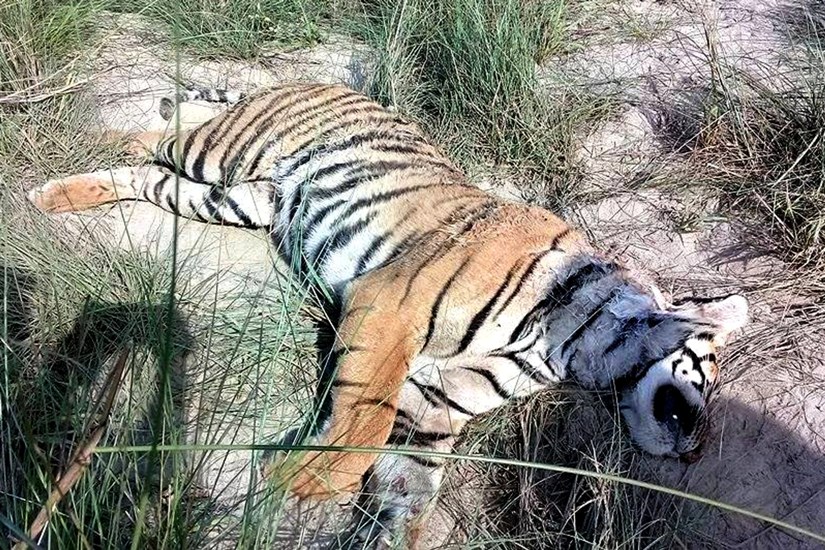 प्राकृतिक कारणले चितवनमा तीनवटा बाघ मरे